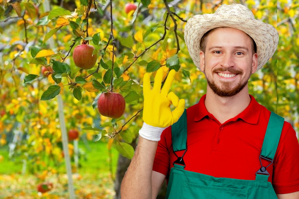 "7 trucuri uimitoare pentru a preveni bolile mărului! Nu rata șansa de a-ți proteja pomii!"