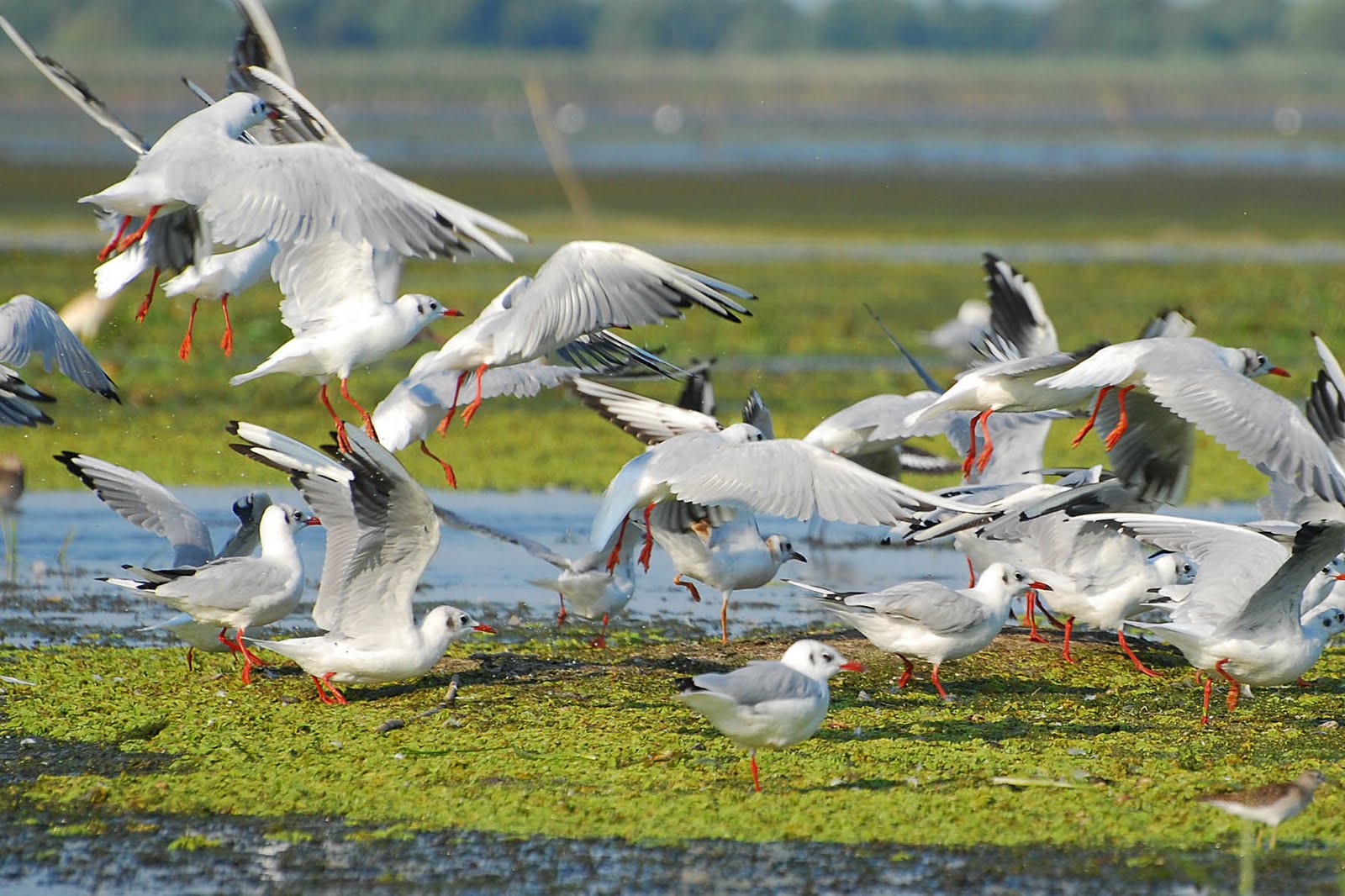 Ce specii de păsări pot fi observate în Delta Dunării? | PR de la A la Z