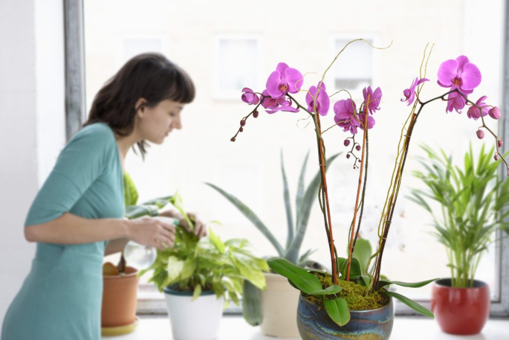 "Descoperă secretul accelerat al creșterii orhideelor tale! Ingredientul magic pentru flori."