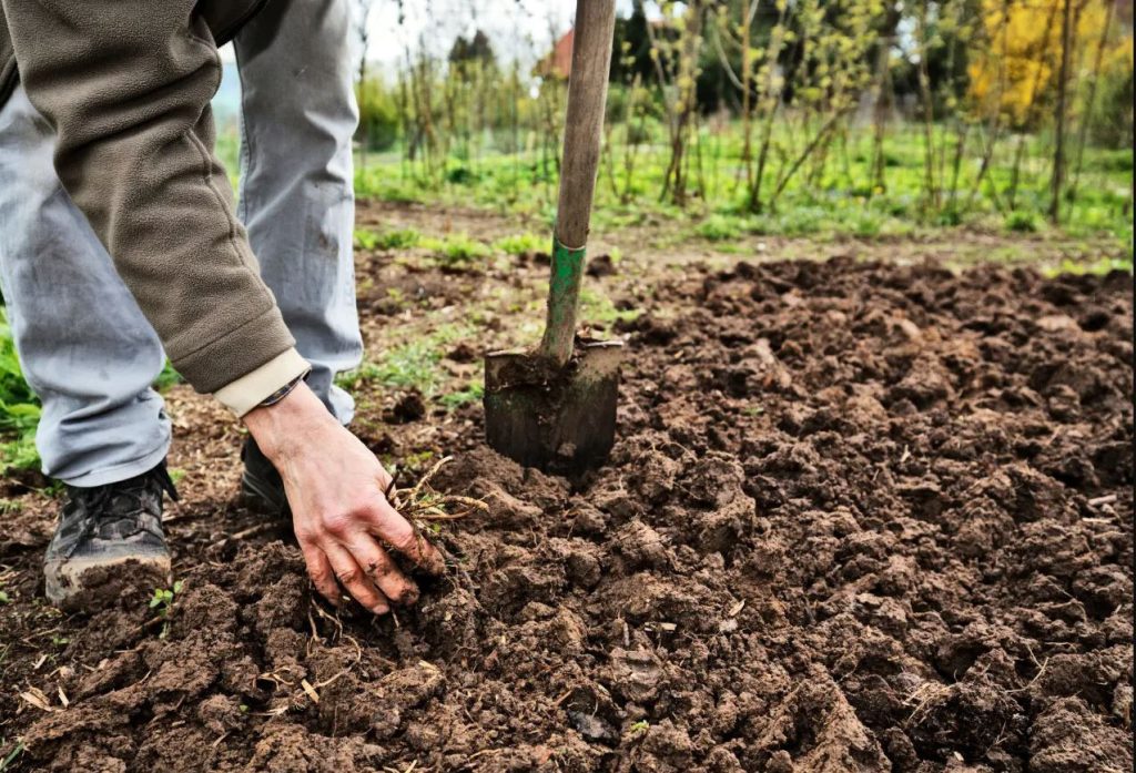 Ce trebuie să faci cu solul din grădină în luna noiembrie? Secretul pentru o recoltă bogată anul viitor!