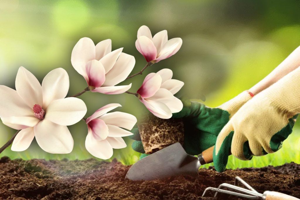 Cum să plantezi magnolia în noiembrie? Secretul pentru o înflorire spectaculoasă în primăvară!