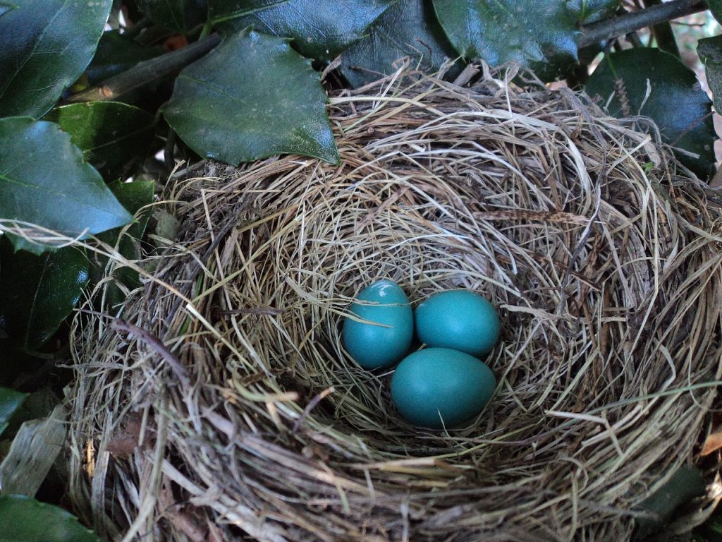 Descoperă secretul ouălor albastre! Îți vei dori să afli de ce sunt atât de rare și căutate!