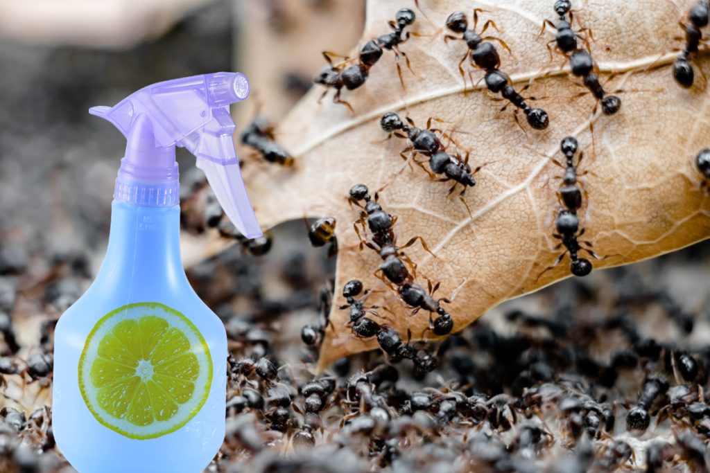 Insecticidul minune cu lămâie! Scapă de furnici și gândaci într-o clipă!
