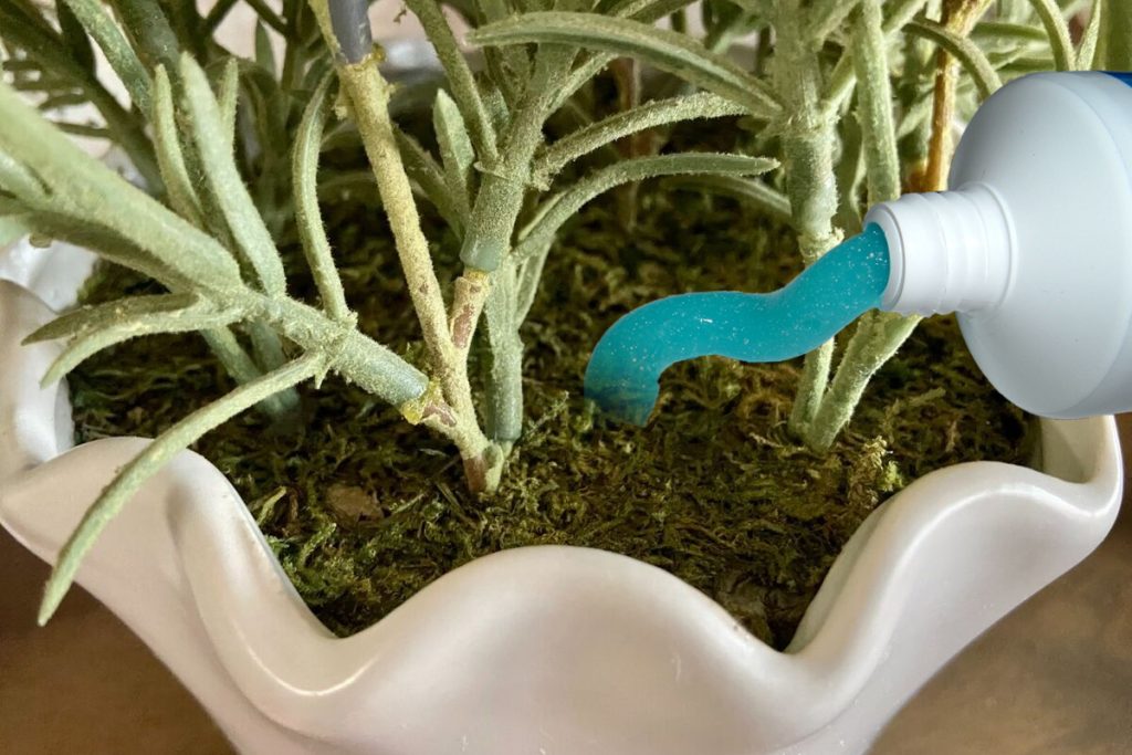 pasta de dinți în creșterea plantelor? Descoperă secretul uimitor al grădinarilor!