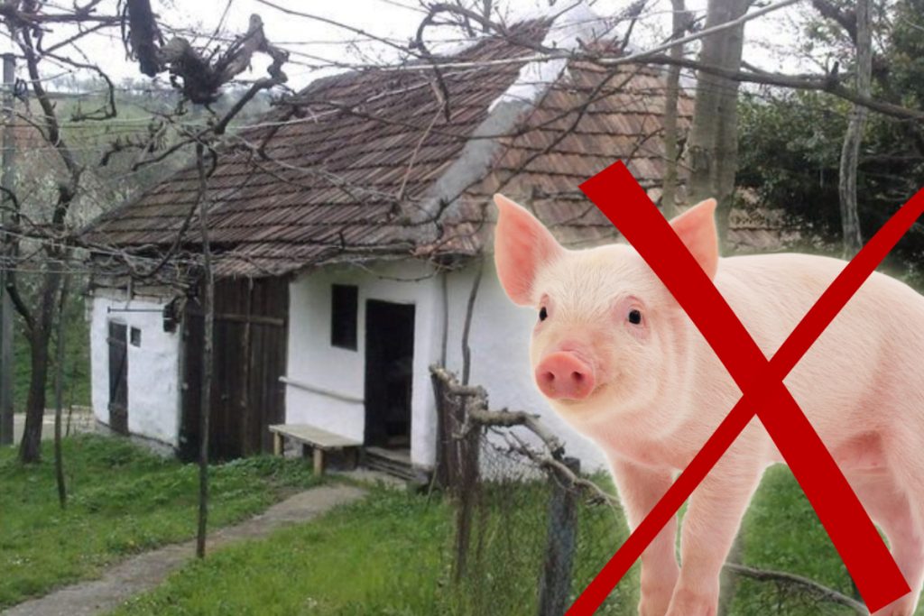 Uimitor! Descoperă de ce e interzis să vinzi porci crescuți acasă!