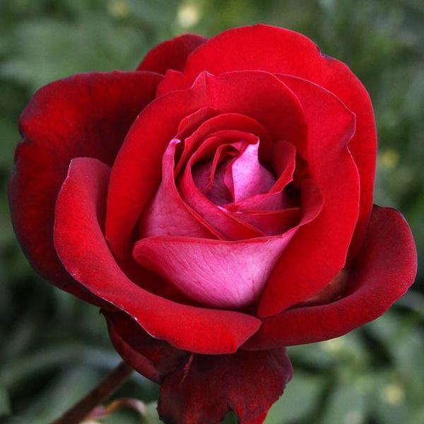 Cei mai faimosi trandafiri - 4 tipuri de trandafir - Revista Antreprenorului