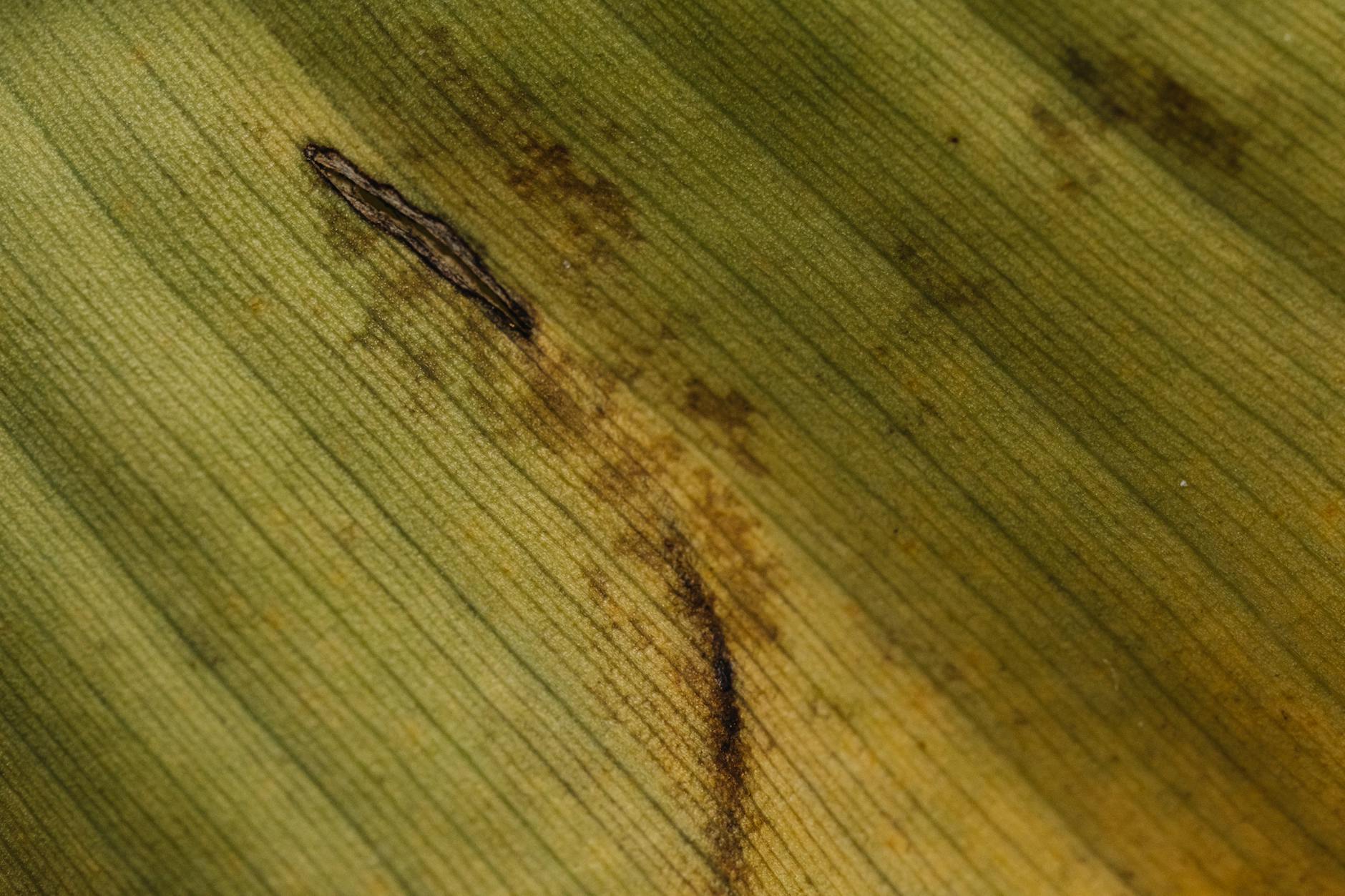 Cum să atragi clienți pentru afacerea ta la domiciliu